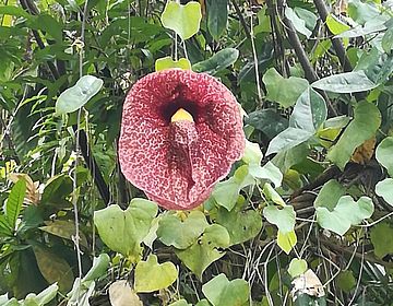 Müttertour 2018 Botanischer Garten Osnabrück|tages
